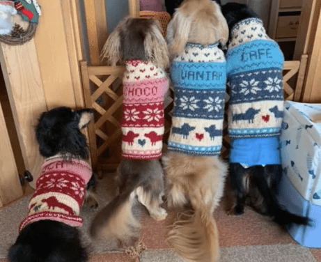 「犬のセーターの編み図作ります」スクショ